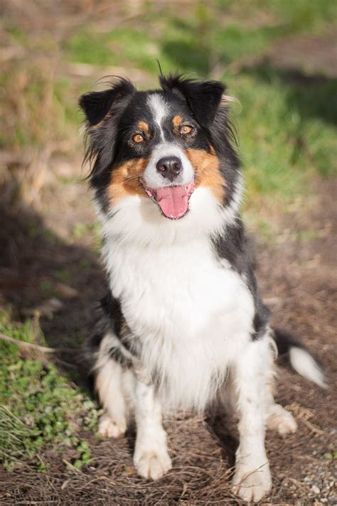 APAGI - Noukai (dit Naya), CHIEN Berger Australien à la robe Noire ...
