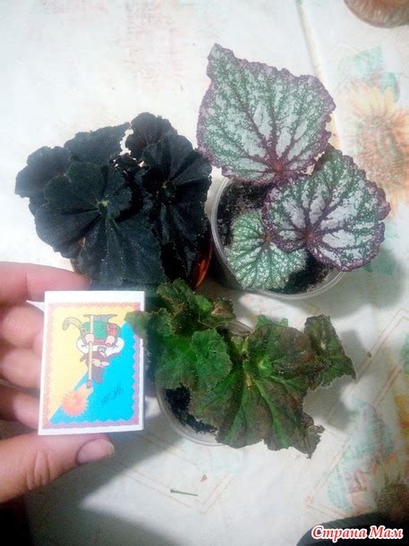 Бегония сорт? - Комнатные растения. - Страна Мам