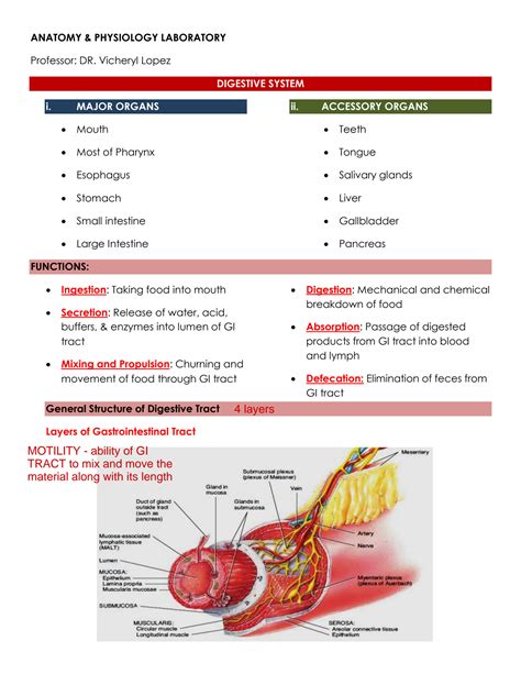 Solution Science Anatomy Physiology Digestive System Studypool