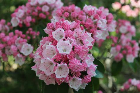 June 2023 Superstar: Mountain Laurel | floragloria