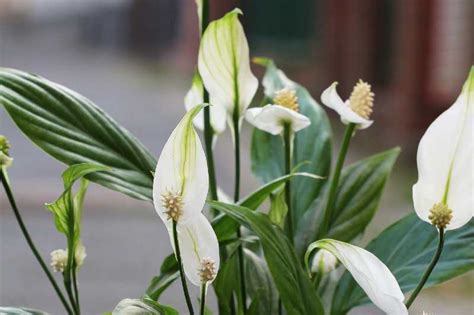 Cuidados De Spathiphyllum Una Elegante Planta De Interior