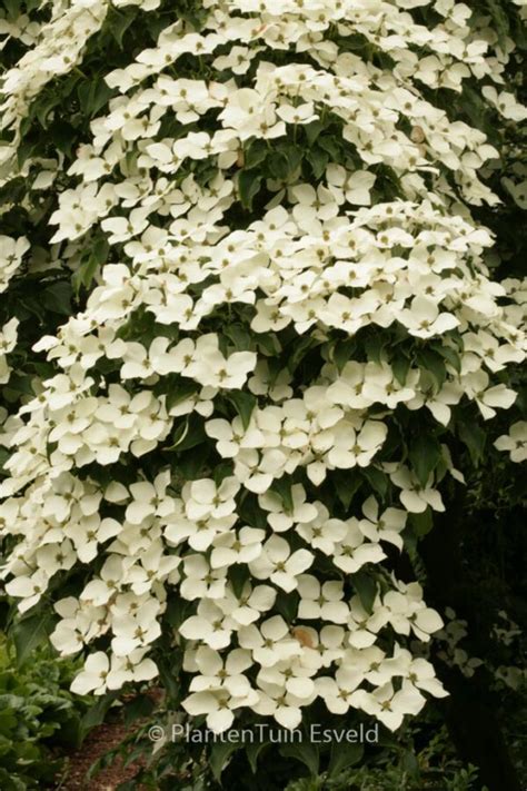 Cornus Kousa Schmetterling Plantentuin Esveld