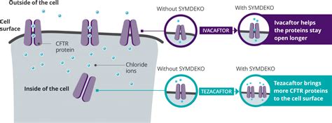 How SYMDEKO Tezacaftor Ivacaftor And Ivacaftor Works