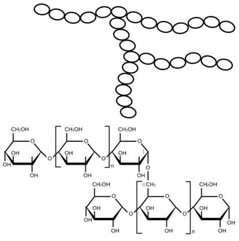 Amylopectin Structure