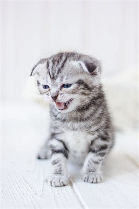 Little Adorable Kitten Meowing Stock Image - Image of grey, crying: 108903491