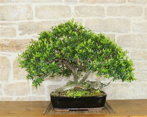 Виды Мирта С Фото И Названиями – Telegraph