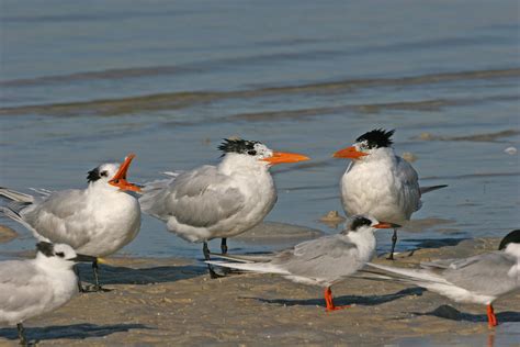 Terns 84 Royal Sandwich And Forsters Terns Frank Kocsis Jr Flickr