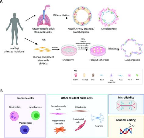 Airway Organoids Are 3d Models That Are Valuable To Bridge The