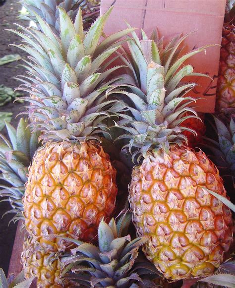 alamat ng pinya buod