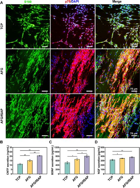 Schwann Cell Morphology And Neurotrophin Secretion A Representative