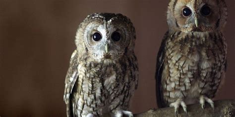 Owls Without Feathers Pictures Of Owls