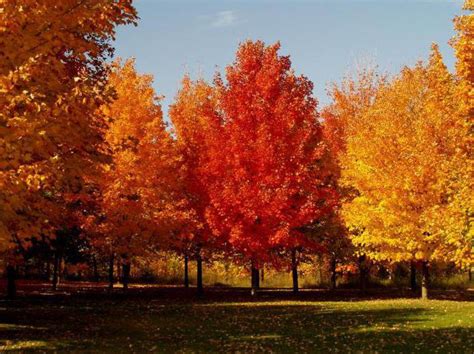 Клен американский ясенелистный: описание и выращивание