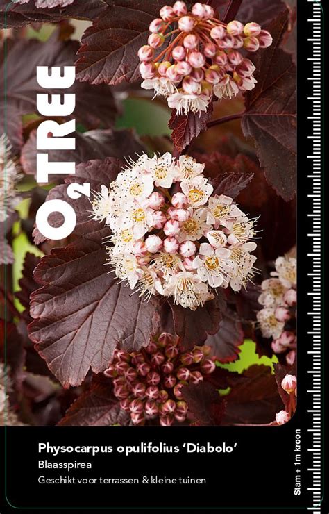 Physocarpus Opulifolius Diabolo O₂ Tree