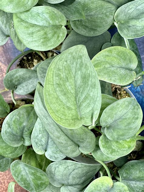 Scindapsus Indo Platinum : r/Scindapsus