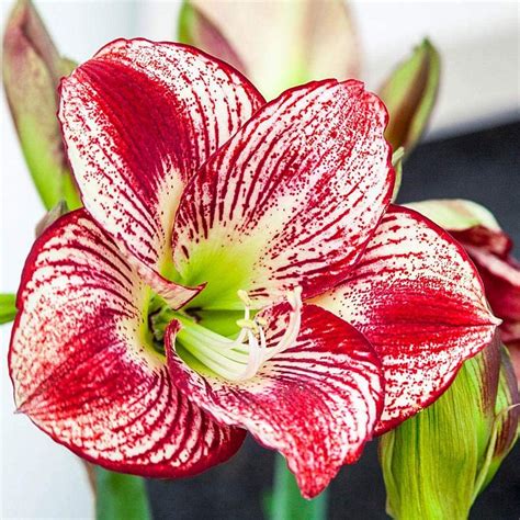 Dclina Xbulbi Amaryllis Gigante Bulbi Amaryllis Gigante Bianco Bulbo