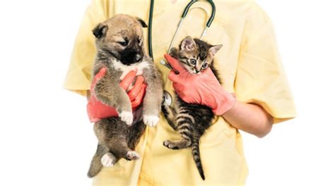 The Benefits Of Spaying And Neutering Your Pets Health Behavior And