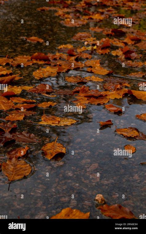 Fall Raindrops Falling Into Puddle With Autumnal Leaves Hello Fall