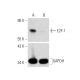 Control Crispr Cas Plasmid Scbt Santa Cruz Biotechnology