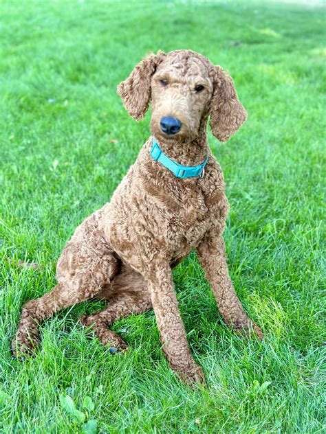 Goldendoodle Puppies | K-Bar Ranch