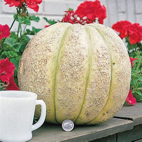 Giant Improved Hybrid Cantaloupe Seed AE2023353 Geseeds