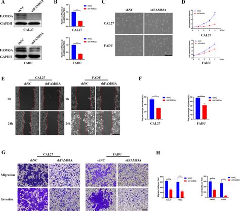 Fam83a Knockdown In Cal27 And Fadu Cells Inhibits Cell Growth And