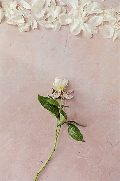 Premium Photo | A white wilted peony flower with green leaves and