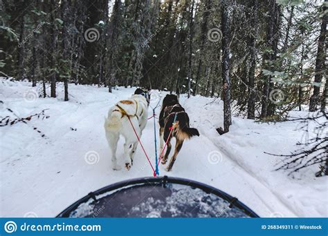 Alaskan Dogs Sled Team In Harness Dog Sledding During Alaska Winter In