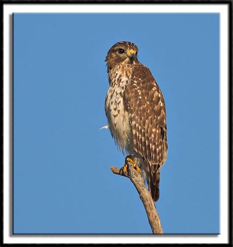 Broad Winged Hawk Photo Guy Schmickle Photos At Pbase