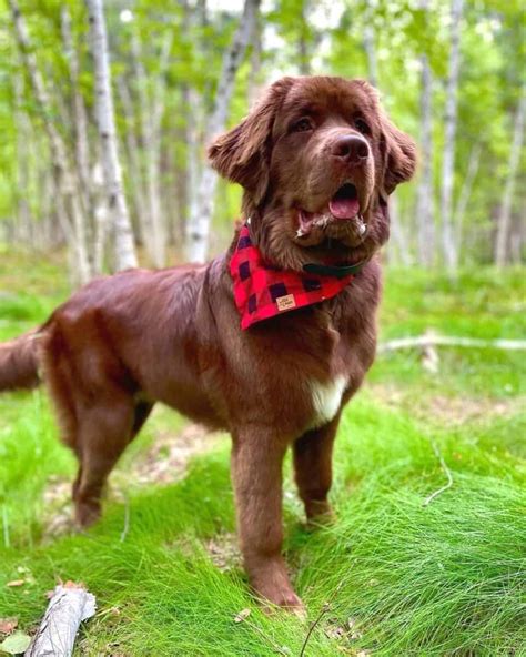 Saint Bernewfie (Saint Bernard & Newfoundland Mix) Info, Pictures, FAQs ...