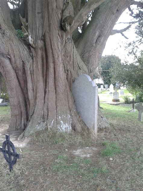 L Pida Rodeado De Un Rbol En San Colmcilles Cementerio Espadas Co