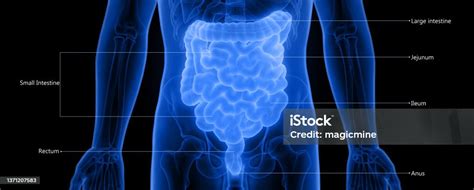 Quanto Mede O Intestino De Um Adulto - Foto de Sistema Digestivo Humano Grande E Pequena Anatomia Do Intestino ...