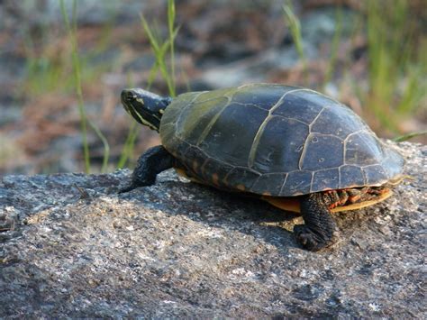 Box Turtle Free Stock Photo - Public Domain Pictures