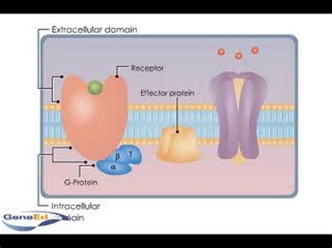 Simple G Protein Coupled Receptors