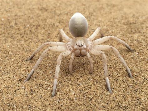 Spiders In Portugal 7 Spider Species Found In Portugal Travel Snippet