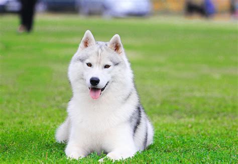 Top 1000 Most Popular Dog And Puppy Names Sniffspot
