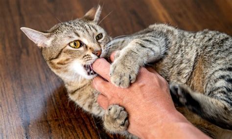 Cat Biting When Pettedwhy Understanding Feline Behavior