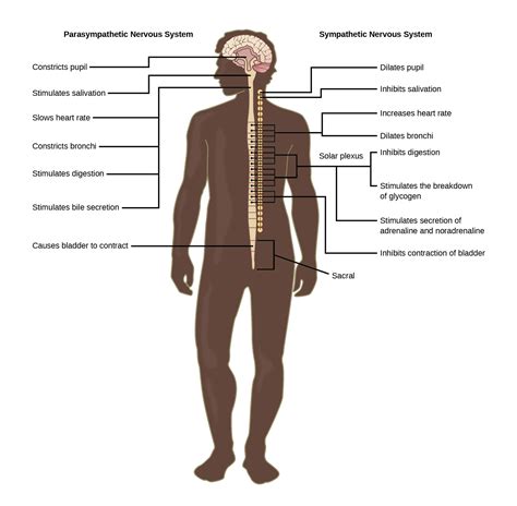 Parasympathetic Nervous System