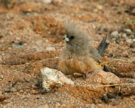 White Backed Mousebird Facts Diet Habitat And Pictures On Animaliabio
