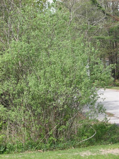 Into Ablivia Pussy Willows