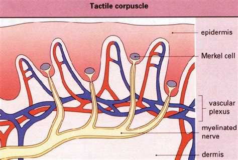 2–1. Schematic of the location of Merkel cells within the epidermis and ...