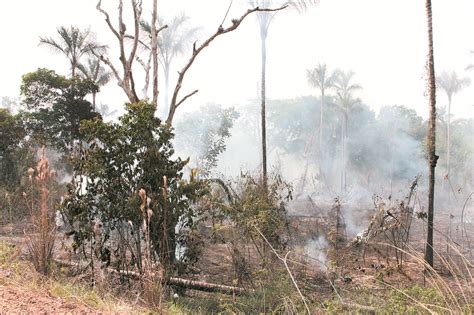 Governo Apresenta Sistema De Alerta De Desmatamento Na Amaz Nia