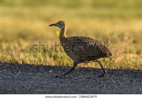 patagonia tinamou images stock   objects vectors