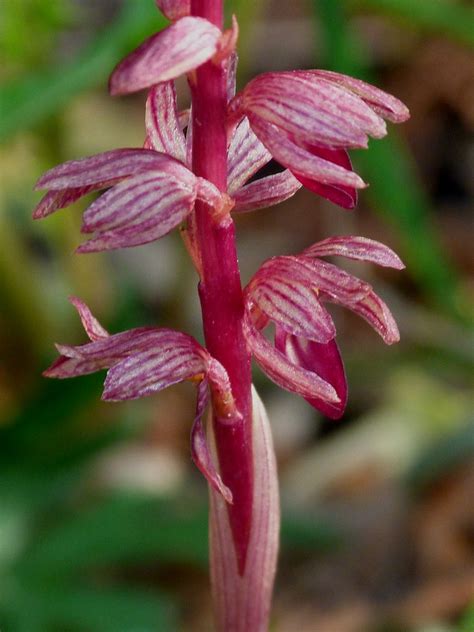 P1180403 STRIPED CORAL ROOT Corallorhiza Striata 299 BIG Flickr