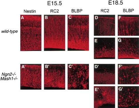 Figure 1 From Neural BHLH Genes Control The Neuronal Versus Glial Fate