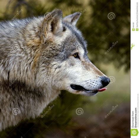 Animals Sticking Out Their Tongues Timber Wolf Canis Lupus Sticking