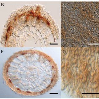 Macro Morphological And Anatomical Characteristics Of Tuber Huidongense