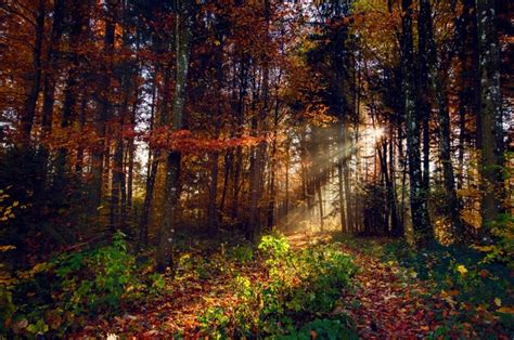 4K 5K Autumn Forests Trees Foliage HD Wallpaper Rare Gallery