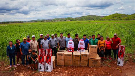 Será El Principal Sembrador De Arroz Campeche Hoy