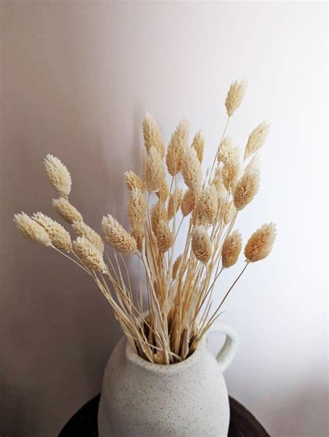 Фаларис (Фалярис) пшеничный сухоцвет купить в Минске - цена