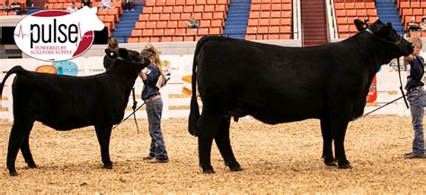 National Jr Maine Anjou Show Bred Owned Maine Angus Females The